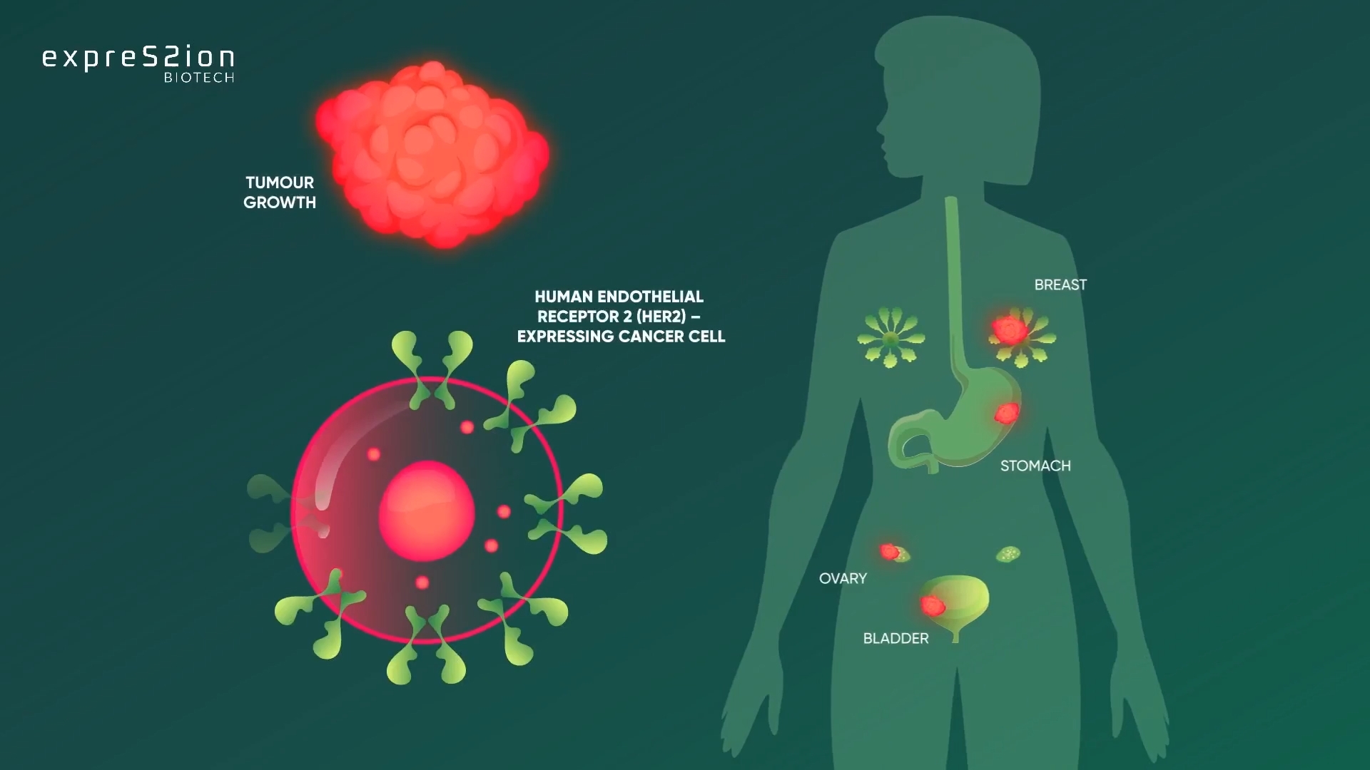 showcasing the HER2-VLP vaccine’s mechanism 1
